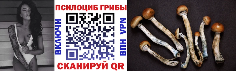 Купить  Нижнекамск  Галлюциногенные грибы Cubensis 